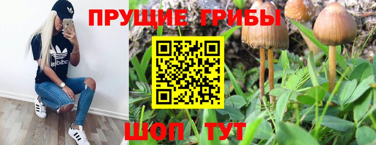 Галлюциногенные грибы Psilocybe Чапаевск